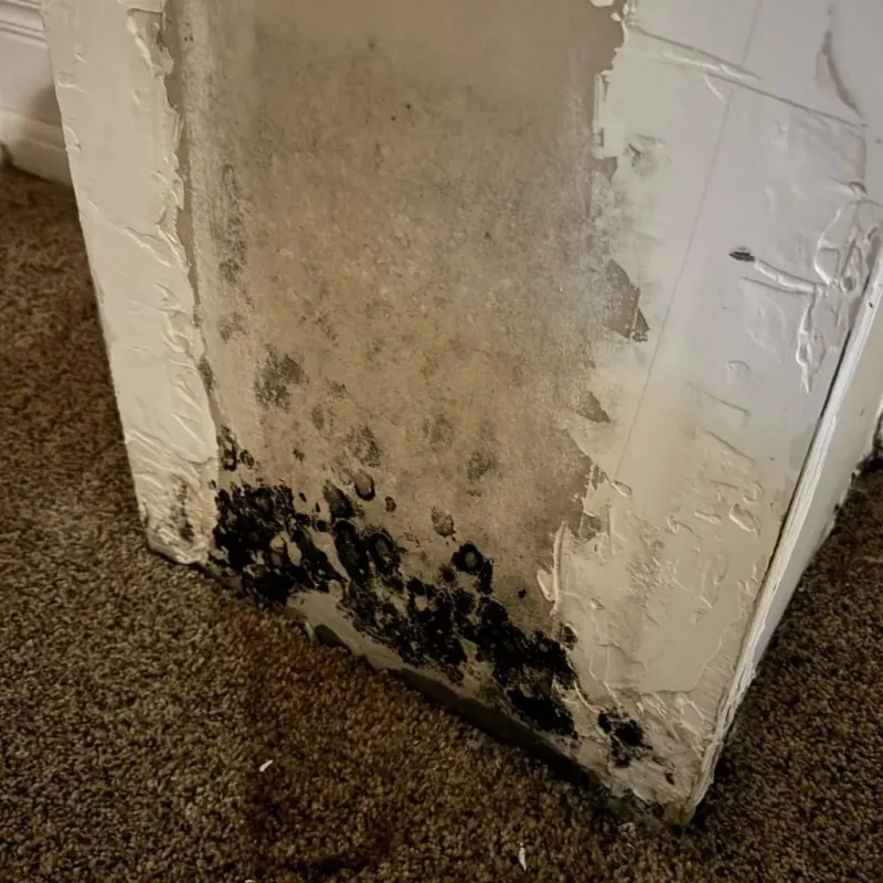 Professional Mold Removal in Hurley, MS